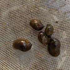 cold water snails for sale  BRISTOL