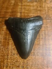 Petrified Megalodon Tooth Shark Tooth USA South Carlina Black Jet Black for sale  Shipping to South Africa