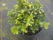 Buxus microphylla men for sale  Shipping to Ireland