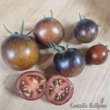 Tomate cosmic eclipse gebraucht kaufen  Mettenheim