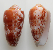 Conchiglia shell conus usato  Roma