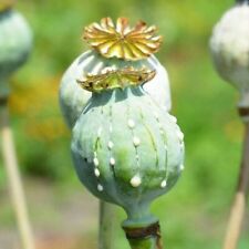 Afghan blue papaver for sale  Shipping to Ireland