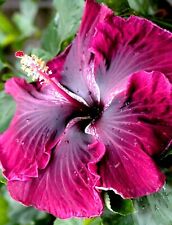 🌺🌺 MADAGASCAR hibiscus MOSCHEUTOS mallow  Malvaceae STARTER 7 cuttings HC6835 for sale  Shipping to South Africa