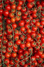 Lots graines tomates d'occasion  Courthézon