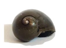 Olive nerite snails for sale  Hamilton