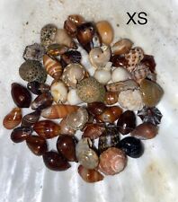 Hawaiian seashells pcs for sale  Kapaa