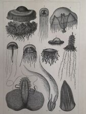 1890 jellyfish engraving for sale  Jasper