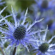 Eryngium alpinum blue for sale  UK
