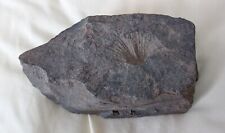 430g Jurassic Natural ammonite Trachyceras specimen on rock, used for sale  Shipping to South Africa