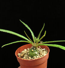 Dorstenia lancifolia caudex for sale  Shipping to Ireland