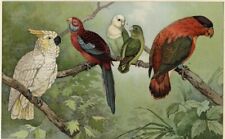 Parrots genuine 1902 for sale  Iowa City