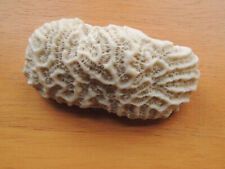 brain coral for sale  Franklin Lakes