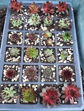 Sempervivum potted plants for sale  MANSFIELD