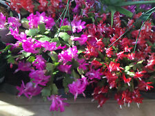 Blooming Pink Christmas/ThankGiving Cactus Zygo Schlumbergera mature live plant  for sale  Shipping to South Africa