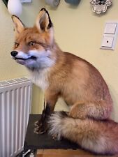 Fuchs präparat schönes gebraucht kaufen  Leer (Ostfriesland)