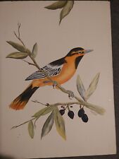 Signed bird paintings for sale  Redwood Falls