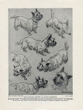 WESTIE WEST HIGHLAND WHITE TERRIER DOGS IN VARIOUS POSES 1934 OLD DOG PRINT usato  Spedire a Italy