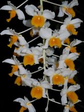 Dendrobium thyrsiflorum orchid usato  Spedire a Italy