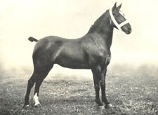 Horses. hackney pony for sale  Shipping to Ireland