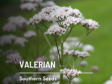 Valerian medicinal bee for sale  Frisco
