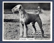 Airedale terrier original for sale  Shipping to Ireland