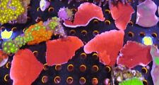 Red montipora marine for sale  CLACTON-ON-SEA