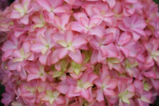 Live hydrangea macrophylla for sale  Eugene