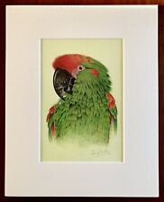 Red fronted macaw for sale  FLINT