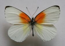 Butterfly male mylothris for sale  Shipping to Ireland