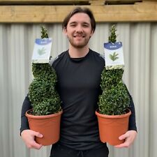 Buxus spiral buxus for sale  OLDHAM