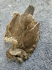 Qp39 quail pelt for sale  Hinton