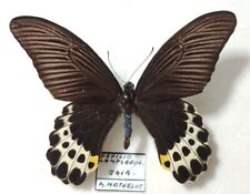Papilio lampsacus male d'occasion  Paris XI