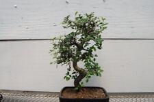 Chinese elm bonsai for sale  Freeport