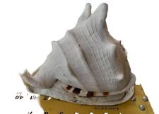 Large natural seashell for sale  Plymouth Meeting