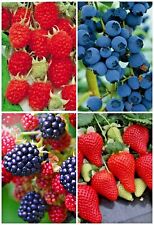 100 berry seeds for sale  SLOUGH