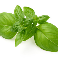 Herb plants basil for sale  BANBURY