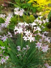 Tulbaghia purple eye for sale  MEXBOROUGH