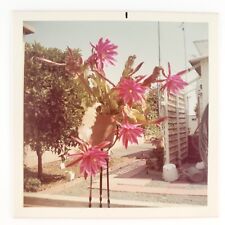 California Pink Epiphyllum Flowers Photo 1960s Vintage Color Snapshot Art C2425, used for sale  Shipping to South Africa