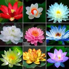 Colours lotus water for sale  FELTHAM