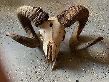 Ram skull decor for sale  Masontown