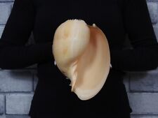 Sea shell Melo broderipii 192mm ID#7464 for sale  Shipping to South Africa