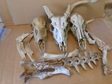 Base materials taxidermy for sale  Halifax