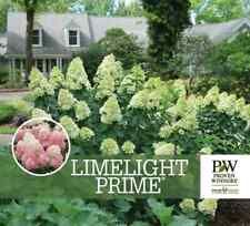 Limelight prime panicle for sale  Mcminnville