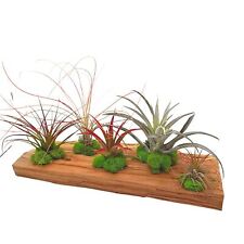 driftwood airplant for sale  Apopka