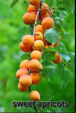 Dwarf moorpark apricot for sale  San Martin