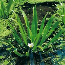Floating pond plants for sale  SKEGNESS