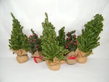 Miniature christmas trees for sale  Ferndale