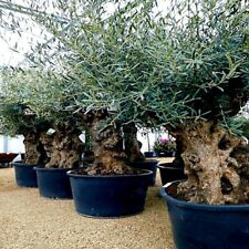 Canino olive tree for sale  Lincolnton