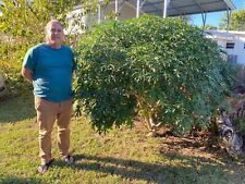 Spanish spinach tree for sale  Cape Canaveral