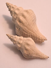 Two fossil fasciolaria for sale  Gaithersburg